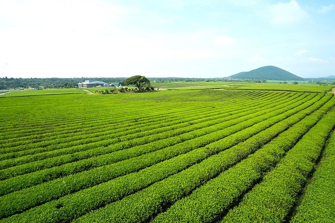 10day Small Group Discover Korea Tour : History, Food and Culture - Price and value: what you’re paying for on a 10-day loop