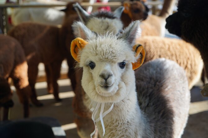 Alpaca, Nami, Eobi with Rail Bike or Strawberry - Alpaca World: where the forest setting makes the animals feel special