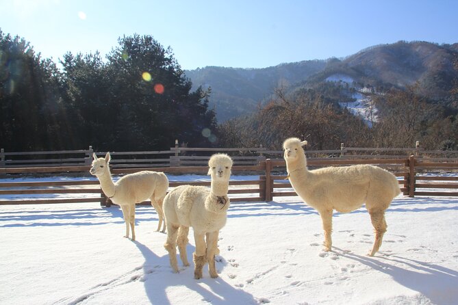 Alpaca, Nami, Eobi with Rail Bike or Strawberry - How the day flows: Seoul to Alpaca World, Nami, then Eobi (back to Seoul)