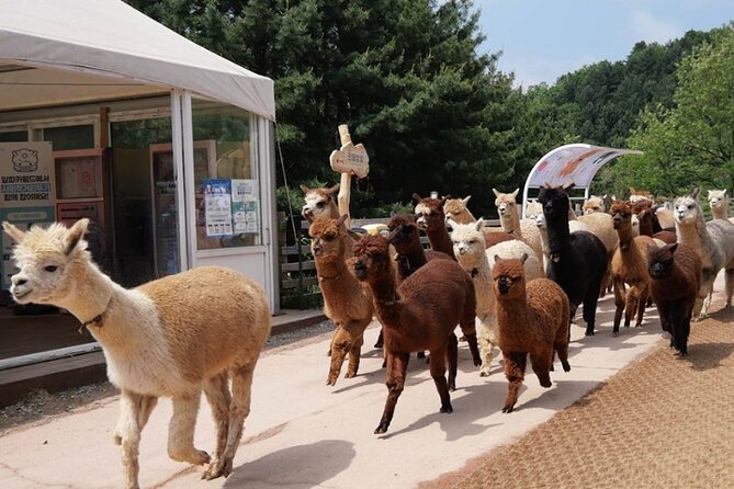 Alpaca World and Nami Island with Gangchon Rail Bike Tour - Who This Tour Fits Best (and Who Might Prefer Something Else)