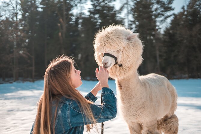 Alpaca World & Nami Island & Garden of Morning Calm One Day Tour - How the Schedule Feels: Time, Walking, and Energy-Saving Tips
