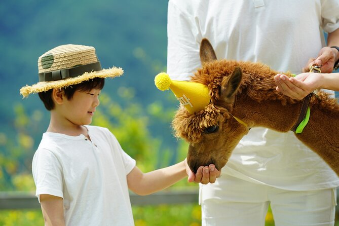Alpaca World, Railbike and Vivaldi Park Experiences from Seoul - Alpaca World: The Alpaca Feeding Experience (Plus Deer, Hinnies, and More)