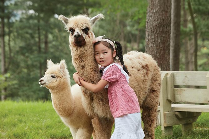 Alpaca World, Railbike and Vivaldi Park Experiences from Seoul - Should You Book This Chuncheon Alpaca, Railbike, and Vivaldi Day Trip?