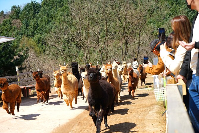 Alpaca World, Railbike and Vivaldi Park Experiences from Seoul - Gangchon Rail Park: Riding a Railbike on a Converted Train Track