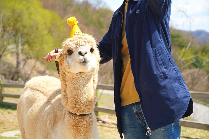 Alpaca World Tour with Nami Island (optional Railbike or Garden) - Alpaca World and Nami Island: a Seoul-area day that feels like two trips