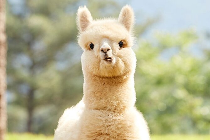 Alpaca World with Gangchon Rail Park One Day Tour - The pace and your energy management on a 10-hour day