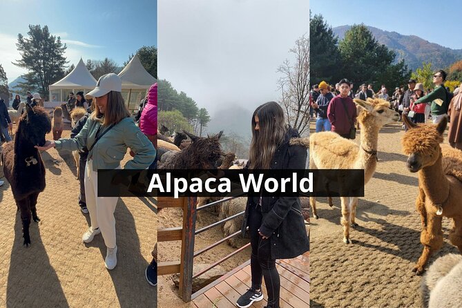 Alpaca World with Gangchon Rail Park One Day Tour - Price and value: is $86.20 a fair deal?