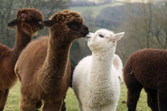 Alpaca World with Gangchon Rail Park One Day Tour - Who this tour suits best (and who should choose differently)