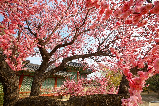 Chasing Cherry Blossom & Spring Flowers Day Tour from Seoul - Getting off the bus: how you actually use your time for photos