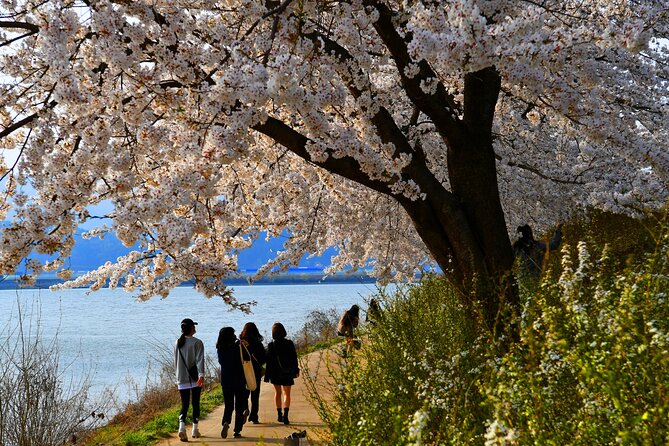 Chasing Cherry Blossom & Spring Flowers Day Tour from Seoul - Transport, comfort, and the “no-meals” reality