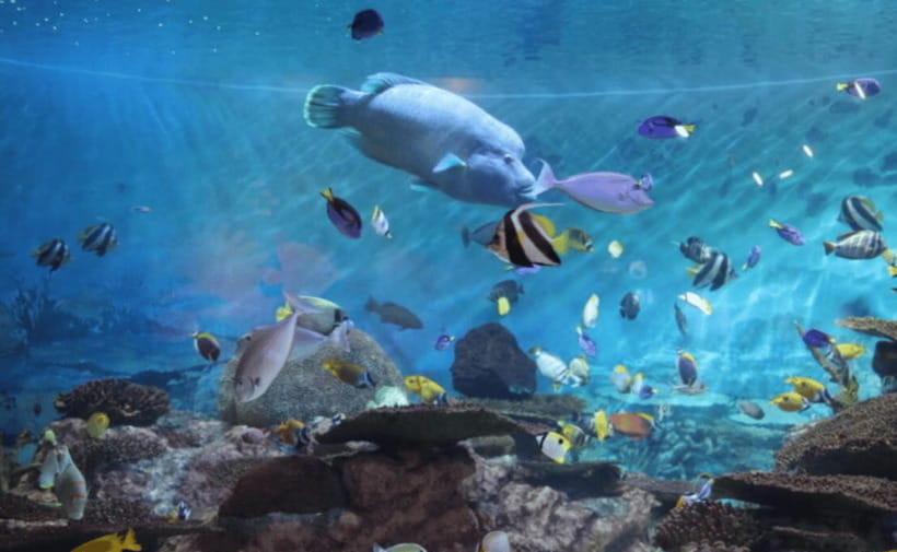 Coex Aquarium Entry Ticket - Quick hits before you go