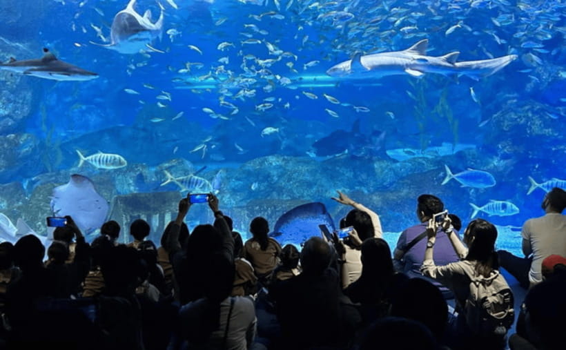 Coex Aquarium Entry Ticket - Underwater tunnel magic: overhead views that feel like motion