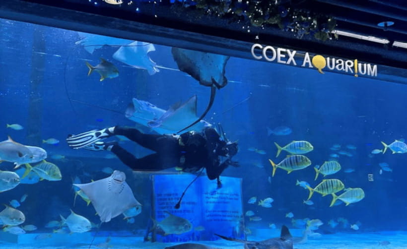 Coex Aquarium Entry Ticket - Otters, penguins, and the small-stuff that makes it feel real