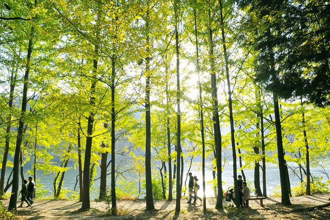 Day Trip to Nami Island with Rail bike and The Garden of Morning Calm - Should you book this Nami Island + rail bike + Garden tour?