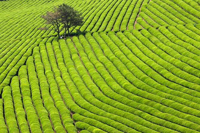 Discover Western Korea in 4days: All-Inclusive Experience - What This 4-Day Western Korea Tour Really Feels Like