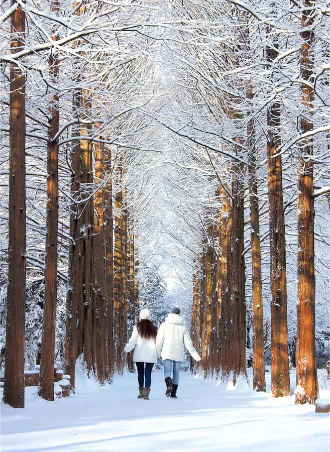 Eobi Ice Valley & Nami (+ Light Festival, Railbike, Alpaca) - Garden of Morning Calm Light Festival: Million-twinkle walking when the day turns dark