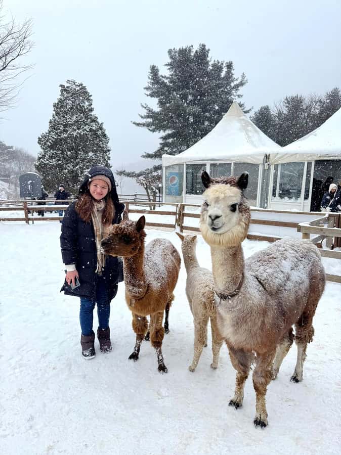 Eobi Ice Valley & Nami (+ Light Festival, Railbike, Alpaca) - Nami Island in Winter: Tree-lined romance and small surprises