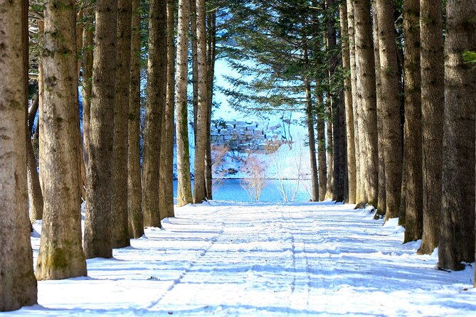 Eobi Ice Wall & Nami Island & Morning Calm Light Festival - Garden of Morning Calm Light Festival: night beauty with a short window