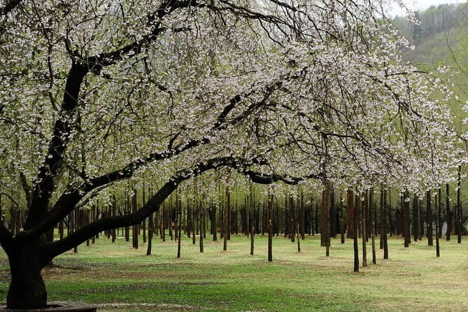 Eobi+Nami+Hanbok Tour with Rail Bike or Strawberry Option - Nami Island in Winter Sonata Mode: Ferry Time and Optional Extras