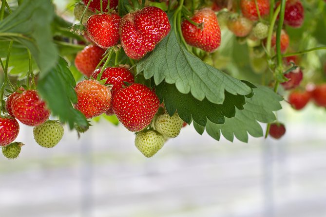 Eobi Valley(Winter), Strawberry, Nami Island & Railbike fr Seoul - Who should book this tour (and who should pass)
