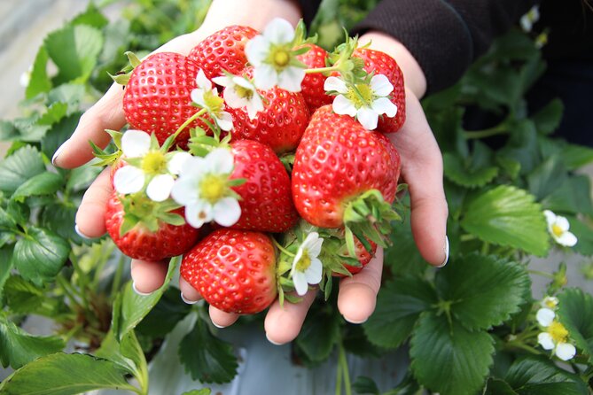 Eobi Valley(Winter), Strawberry, Nami Island & Railbike fr Seoul - Strawberry farm time: picking what’s ripe and how the jam part works