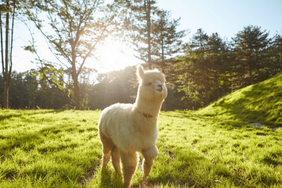 From Seoul: Full Day Trip to Alpaca Farm with Rail Bike - A ten-hour escape: getting from Seoul to Gangwon
