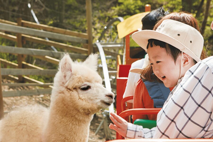 From Seoul: Full Day Trip to Alpaca Farm with Rail Bike - Price and what you actually get for $59