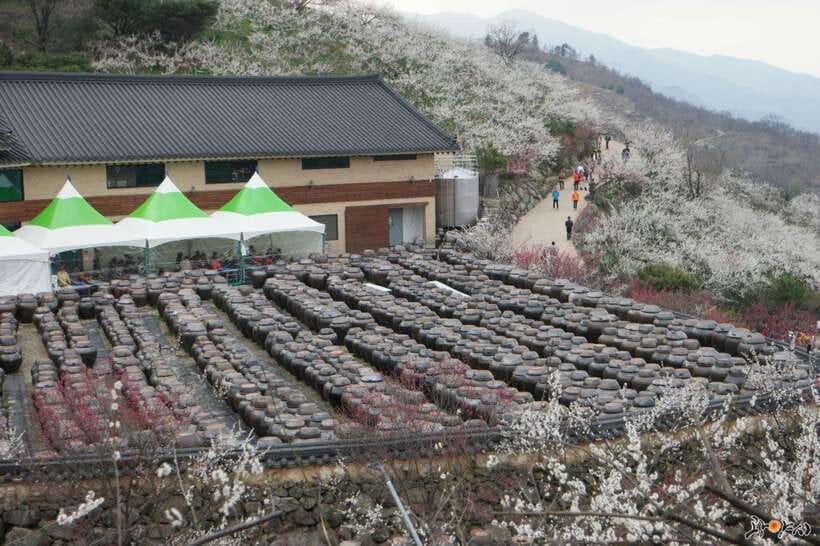 From Seoul: Korea Spring Cherry Blossom Day Tour - Price and logistics: does $66 feel fair?