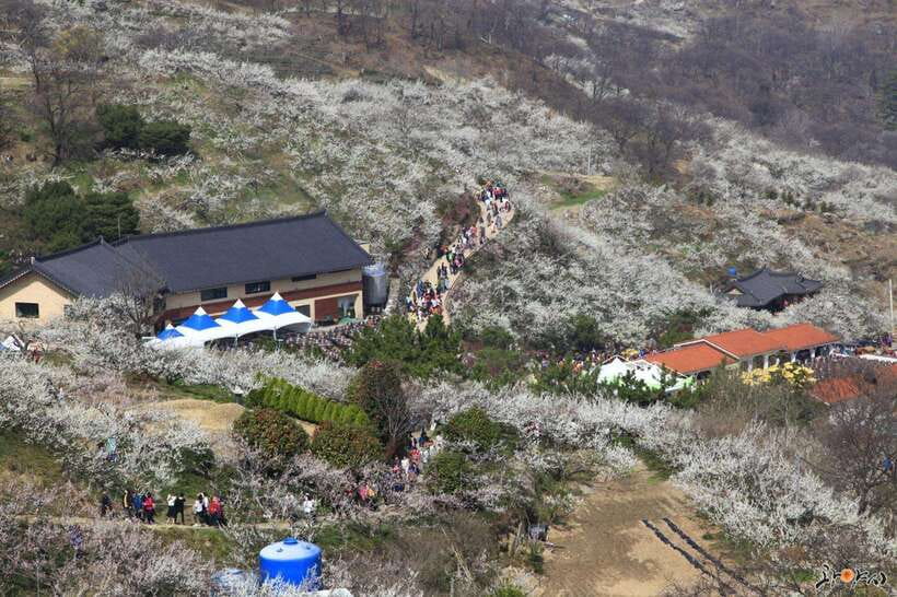 From Seoul: Korea Spring Cherry Blossom Day Tour - The long day from Seoul: what “16 hours” really means