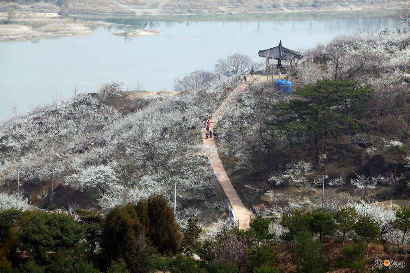 From Seoul: Korea Spring Cherry Blossom Day Tour - Donghaksa Temple cherry blossoms: when the blooms frame the temple