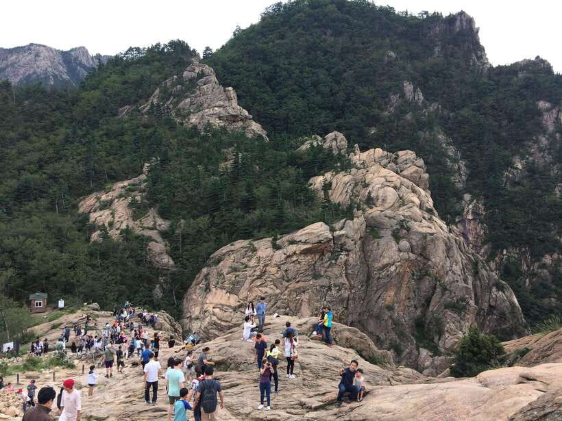 From Seoul: Korea Spring Cherry Blossom Day Tour - What the guide really adds (Andrew and Leo are a clue)