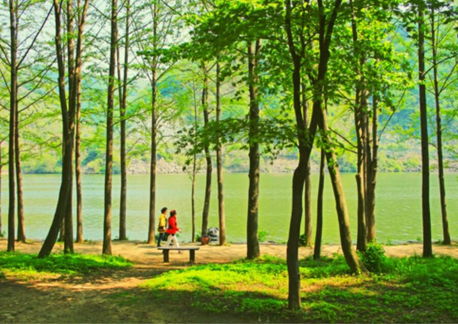 From Seoul: Nami Island, K-drama Garden & Rail Bike Day Tour - Lunch at a Local Restaurant: Included, But Plan for Basic Meals