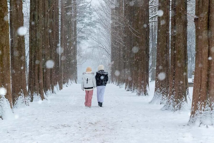From Seoul: Nami Island, K-drama Garden & Rail Bike Day Tour - Nami Island on Foot: Tree-Lined Paths and Island Mood