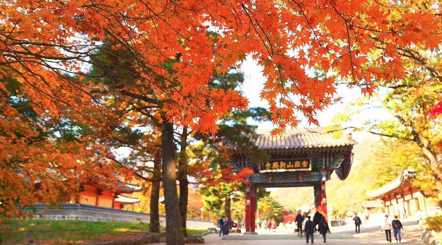 From Seoul: Seoraksan Mountain with Cable Car- Shuttle Bus - Sinheungsa Temple and the 14-meter Gwaneumjeon Buddha