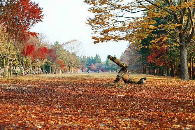 Full Day Private Tour Nami Island, Garden & Petite France - Nami Island: The Iconic K-Drama Walkway Moment