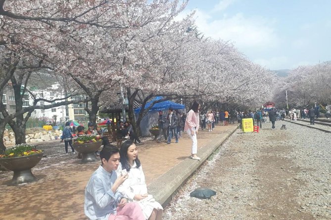 Jinhae Cherry Blossom + Busan Sunrise from Seoul - The Big Idea: What Makes This Seoul-to-Jinhae Plan Work
