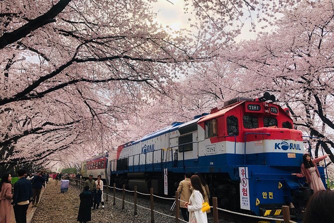 Jinhae Cherry Blossom + Busan Sunrise from Seoul - Traveling Seoul → Busan → Jinhae: Why the Minivan Matters