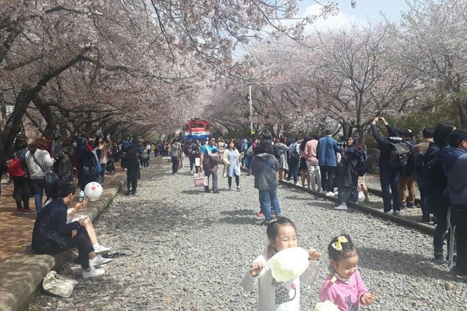 Jinhae Cherry Blossom + Busan Sunrise from Seoul - Jinhae Gunhangje Festival: More Than Just Pink Petals