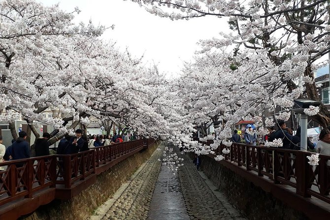 Jinhae Cherry Blossom + Busan Sunrise from Seoul - Yeojwacheon Stream: First Cherry Blossom Hit