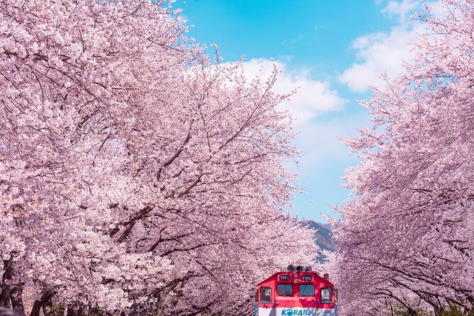 Jinhae Cherry Blossom Festival Gyeonghwa Stn Day Tour from Seoul - Key things that make this Jinhae cherry blossom day trip work