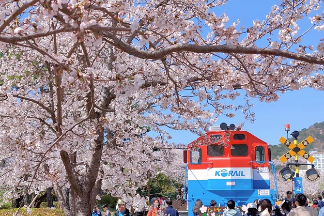 Jinhae Cherry Blossom Festival Gyeonghwa Stn Day Tour from Seoul - The festival atmosphere you might catch around town