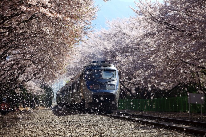 Jinhae Cherry Blossom Festival Gyeonghwa Stn Day Tour from Seoul - Price and logistics: is $66.53 good value for this route?