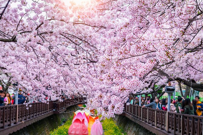 Jinhae Cherry Blossom Festival Gyeonghwa Stn Day Tour from Seoul - Who this day tour suits best (and who should skip it)