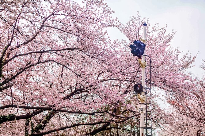 Jinhae Cherry Blossom Festival Gyeonghwa Stn Day Tour from Seoul - Practical tips to make your cherry blossom day smoother