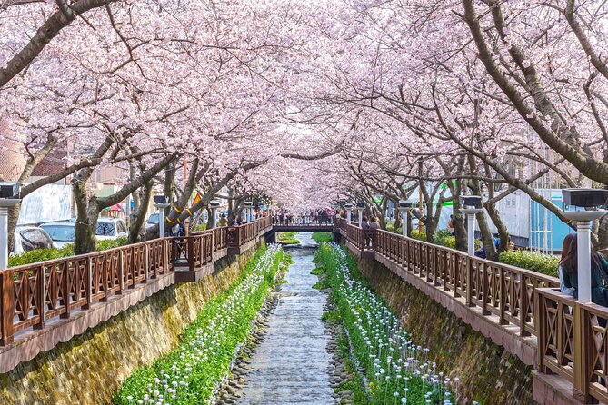 Jinhae Cherry Blossom Festival Gyeonghwa Stn Day Tour from Seoul - Should you book this Jinhae cherry blossom day tour?