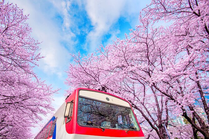 Jinhae's Cherry Blossoms Shuttle Bus depart from Seoul/Busan - Why Jinhae Gunhangje Festival feels different than a quick cherry-blossom stop