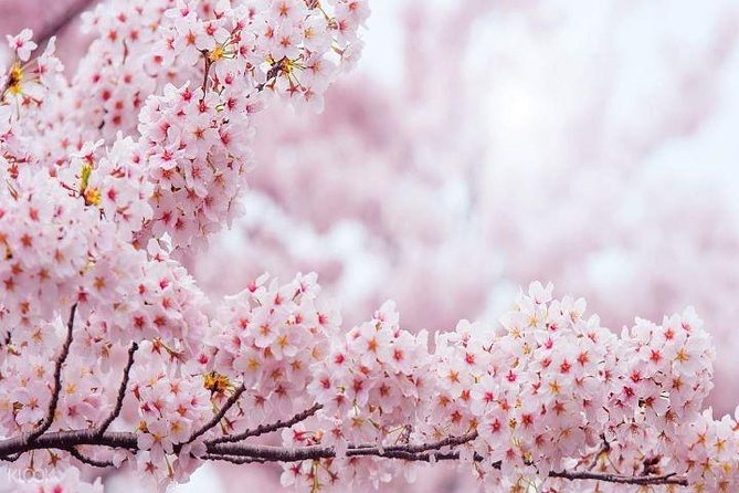 Jinhae's Cherry Blossoms Shuttle Bus depart from Seoul/Busan - Guided in Chinese or English: how that helps your day actually work