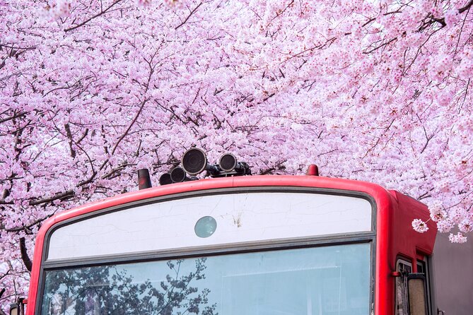 Jinhae's Cherry Blossoms Shuttle Bus depart from Seoul/Busan - Price and value: what $59 covers, and what it doesn’t
