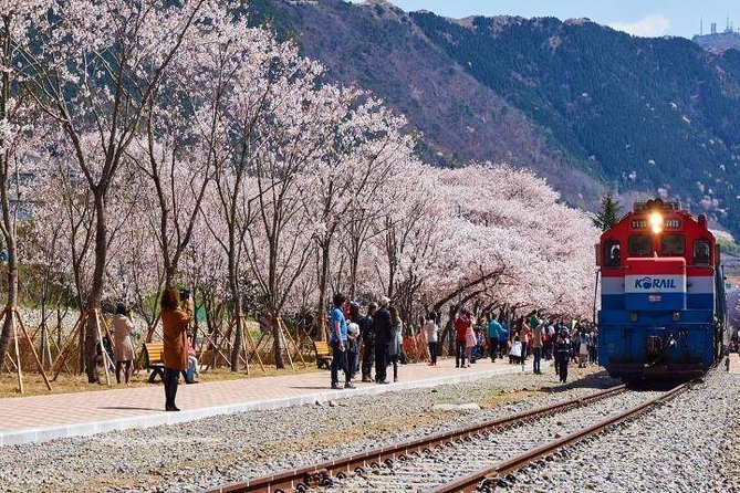 Jinhae's Cherry Blossoms Shuttle Bus depart from Seoul/Busan - When the blossoms aren’t perfect: how to set yourself up for success