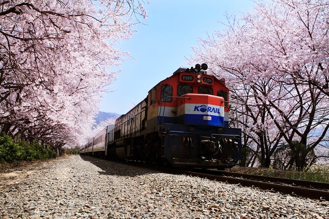 Jinhae's Cherry Blossoms Shuttle Bus depart from Seoul/Busan - Who should book this Jinhae shuttle, and who might prefer something else
